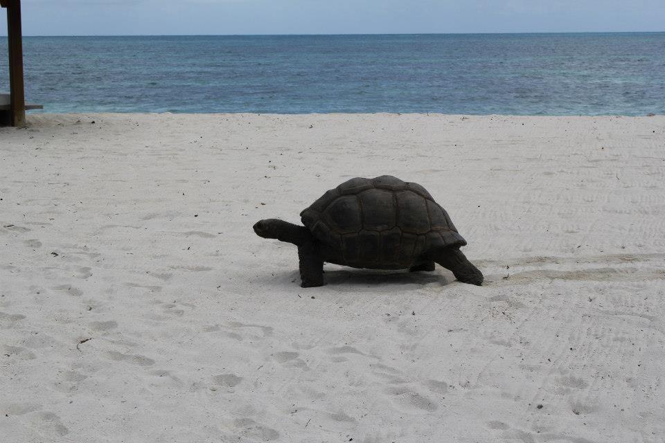 Jessies Guest House Seychelles Beau Vallon  Exteriör bild